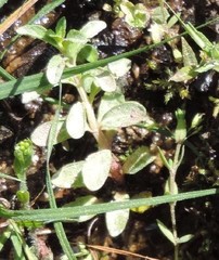 Veronica serpyllifolia