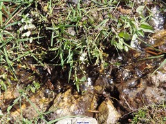 Veronica serpyllifolia