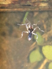 Platyvelia brachialis