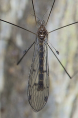 Limnophilinae