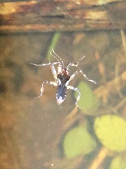 Platyvelia brachialis