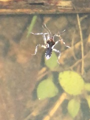 Platyvelia brachialis