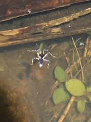 Platyvelia brachialis