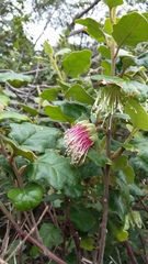 Chorilaena quercifolia