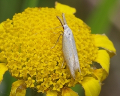 Pleurotinae