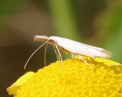 Pleurotinae