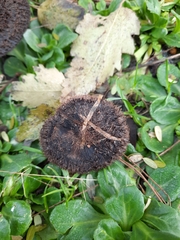 Lepista fibrosissima