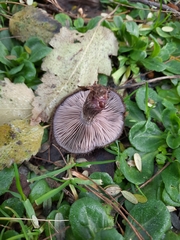 Lepista fibrosissima