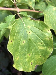 Elsinoe corni