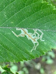 Caloptilia ostryaeella