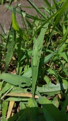 Atractomorpha lata