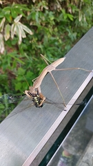 Tenodera sinensis