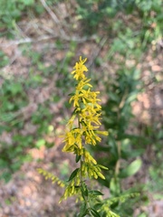 Solidago chapmanii image