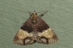 Rhynchodontodes antistropha