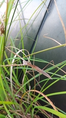 Tenodera sinensis