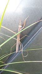 Tenodera sinensis