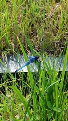Orthetrum melania melania