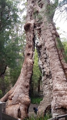 Eucalyptus jacksonii