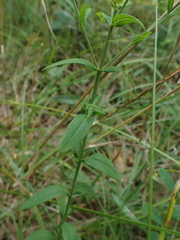 Hypericum virgatum