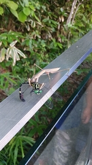 Melligomphus viridicostus