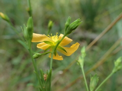Hypericum virgatum