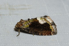 Deltote varicolora