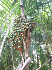 Chamaedorea seifrizii