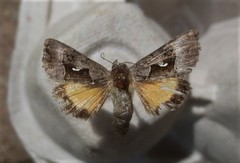 Syngrapha microgamma