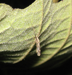 Anopheles punctipennis