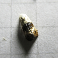Eugnosta erigeronana