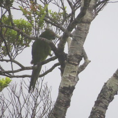 Cyanoramphus auriceps