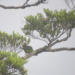 Cyanoramphus auriceps