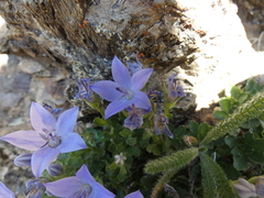 Campanula piperi