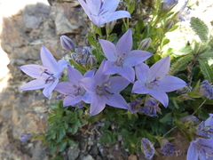 Campanula piperi