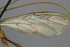 Enicospilus glabratus