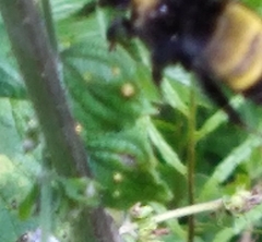 Bombus pensylvanicus image