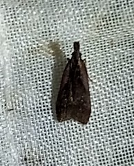 Dichomeris bilobella