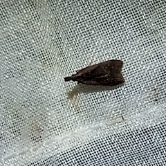 Dichomeris bilobella