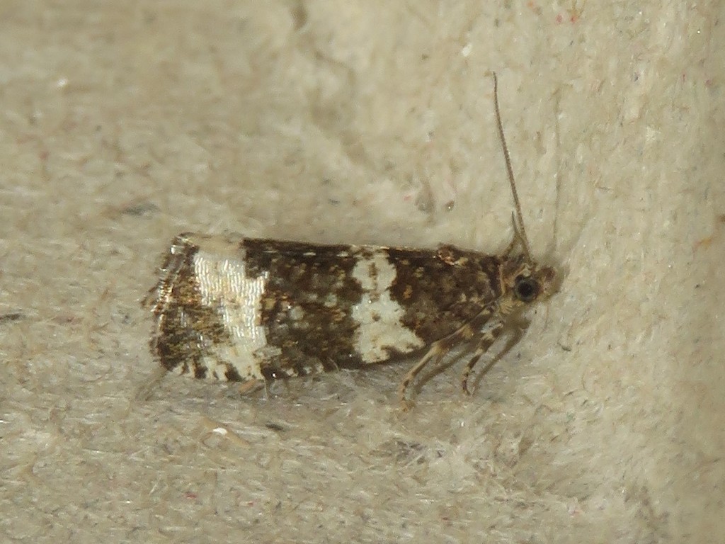 Olethreutes trinitana species group