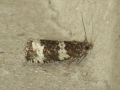 Olethreutes trinitana