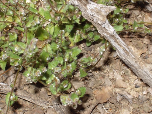 Salinas Valley popcornflower (Plagiobothrys uncinatus)