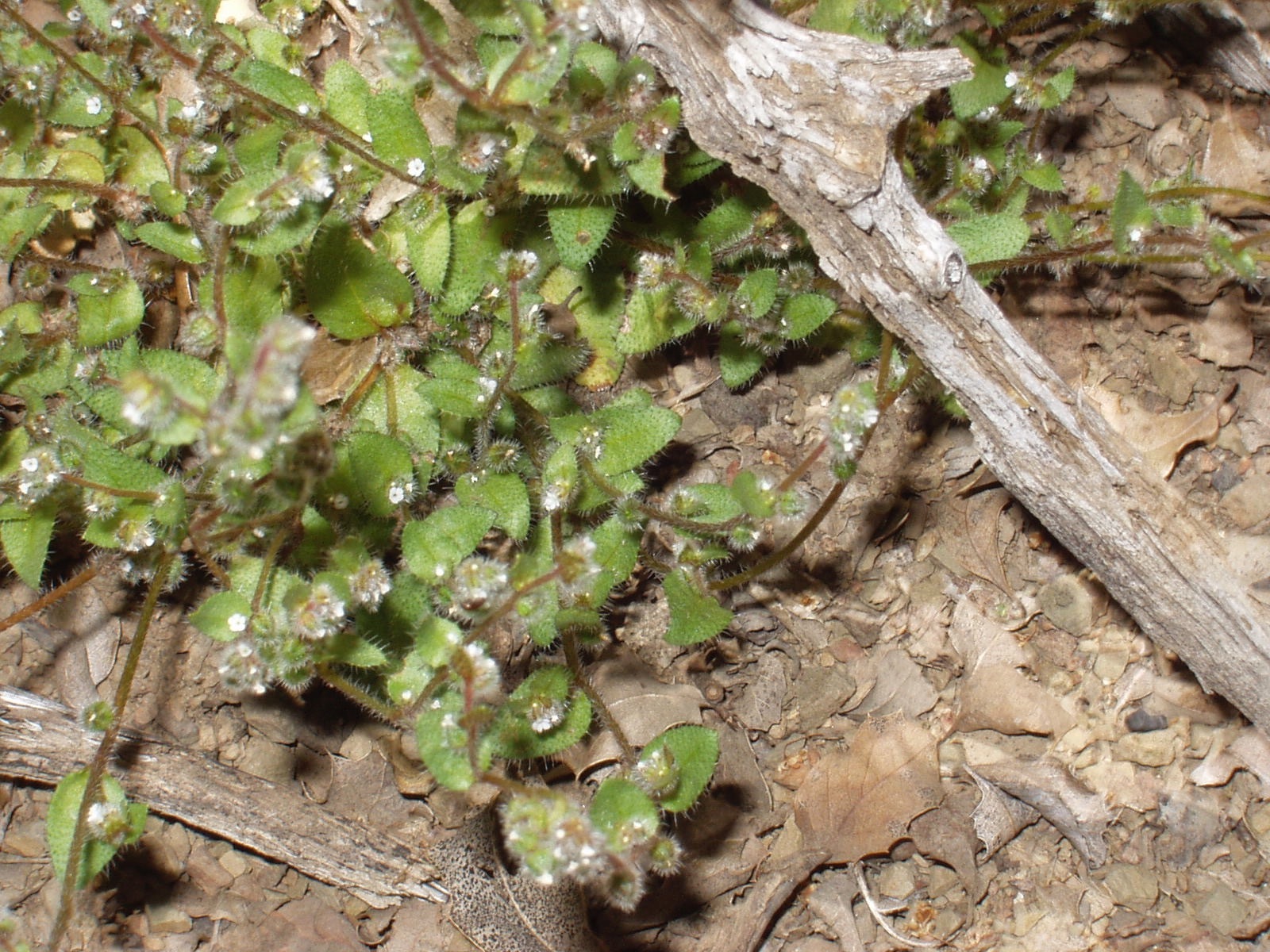 Plagiobothrys uncinatus