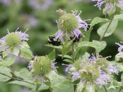 Bombus auricomus