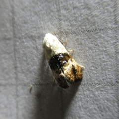 Eugnosta erigeronana
