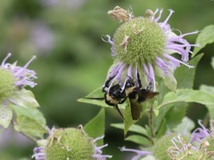 Bombus auricomus