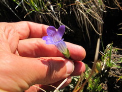 Gentianopsis holopetala