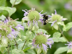 Bombus auricomus