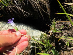 Gentianopsis holopetala