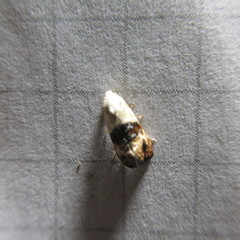 Eugnosta erigeronana