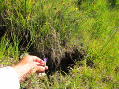 Gentianopsis holopetala